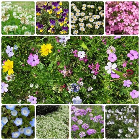 500 Flowering Ground Cover Flower Seed Mix - Etsy