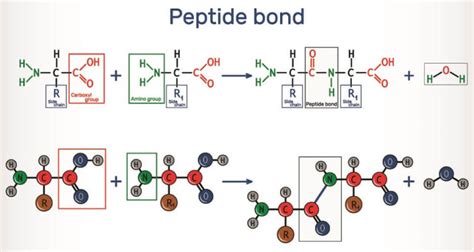 Polypeptide The Definitive Guide Biology Dictionary