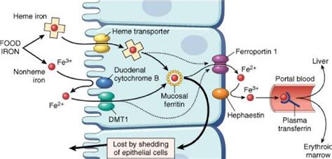 9. Iron metabolism and related disorders – greek.doctor