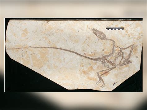 The Latest Feathered Dinosaur Confuses Categories | The Institute for ...