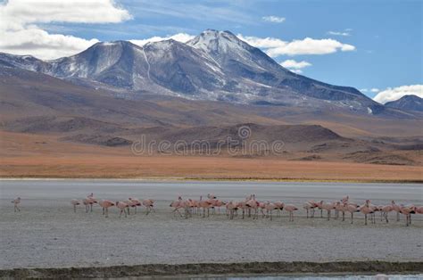 Flamingo At Lake Salar De Uyuni Bolivia Stock Photo Image Of Park