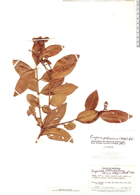 Eugenia Pubescens Herb Rio Rapid Reference The Field Museum