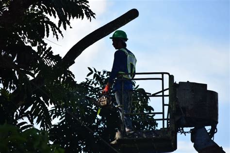 CENECO CONDUCTS TREE PLANTING LINE CLEARING ACTIVITIES Central