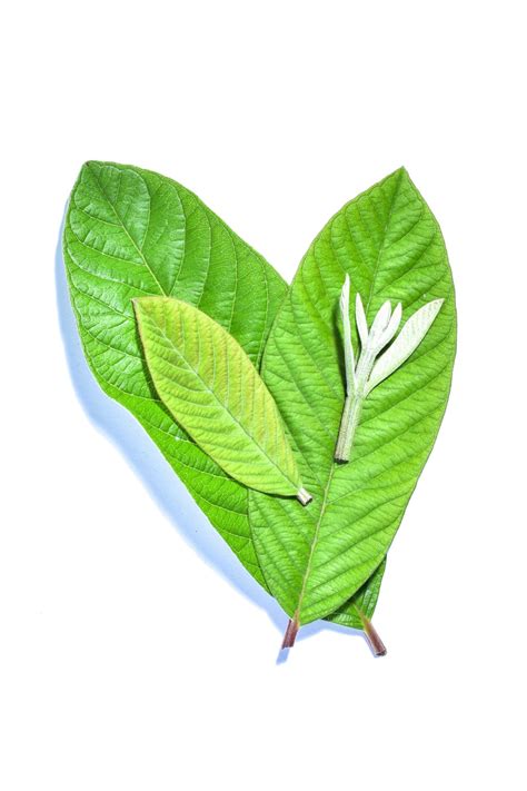 10 Health Benefits of Guava Leaves - Healthier Steps