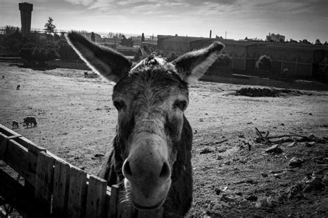 Premium Photo | Donkey on the farm