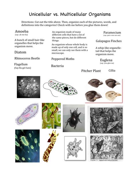 Unicellular And Multicellular Organisms