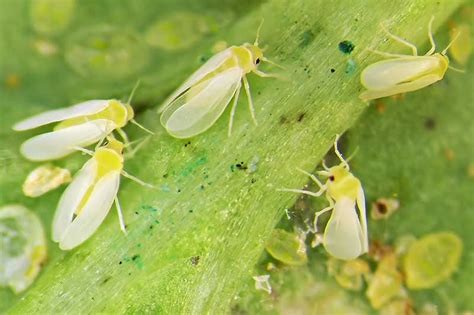 How To Identify And Control Whiteflies Gardeners Path