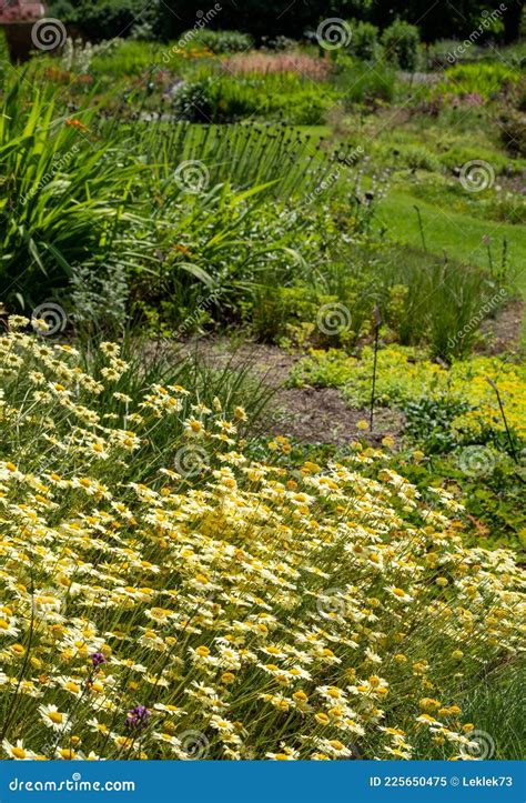 Colourful Mature Garden Influenced By The Naturalistic Planting At