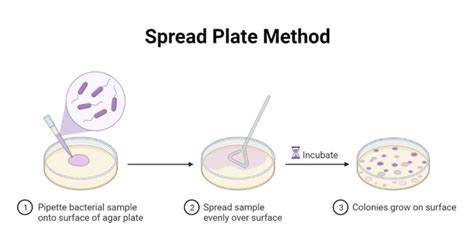 Spread Plate Method Definition Principle Procedure Uses