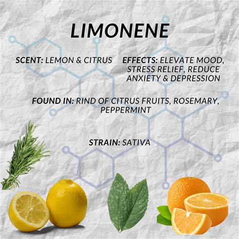 Limonene Terpene Explained