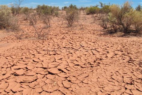 Desert Red Dry Soil Plants On Desert Soil Stock Photo Image Of Color