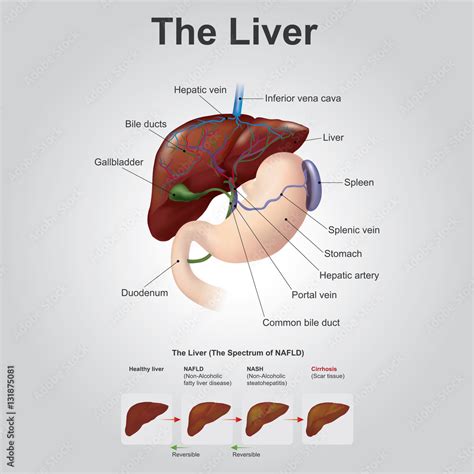 Pancreas Location Quadrant