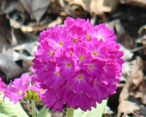 Drumstick Primrose Primula Denticulata Rubin Selection In The