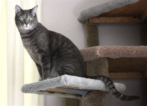 Gray Tabby Cat Perched on Kitty Climbing Tree – Photos Public Domain