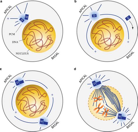 Illustration Of Dividing Drosophila Neuroblast In Third Larval Instar