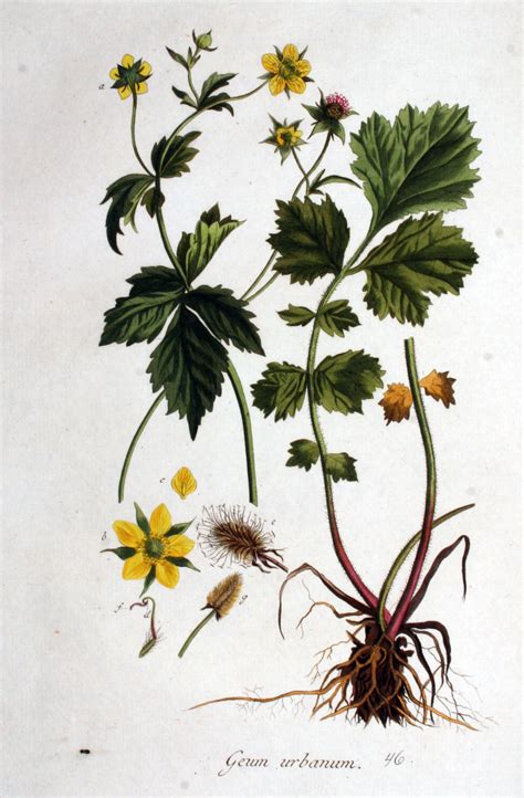Geum urbanum – Ballyrobert Gardens
