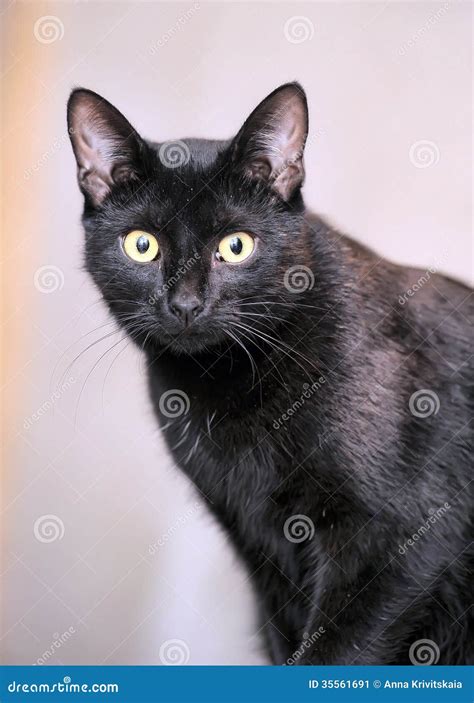 black bombay cat stock image image  people kitty