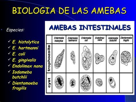 Amebiasis Intestinal Ppt