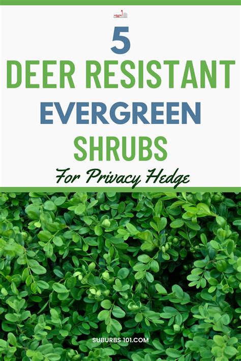 Best deer resistant evergreen shrubs and trees for privacy hedge full sun shade options – Artofit