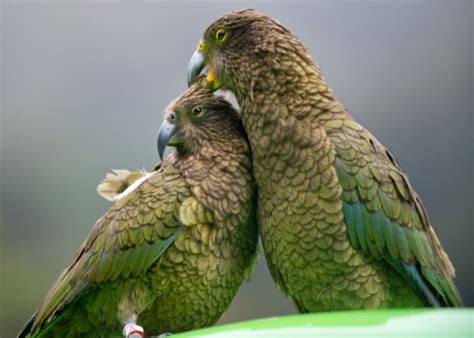 Kea Parrot