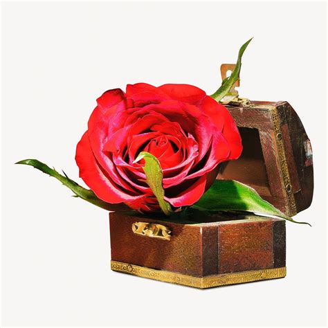 Red rose box isolated image | Free Photo - rawpixel