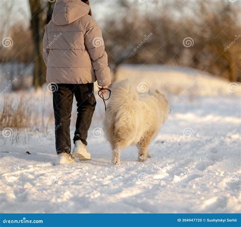 A Girl Walks with Her Beloved Pet Samoyed in Winter on the Shore of a