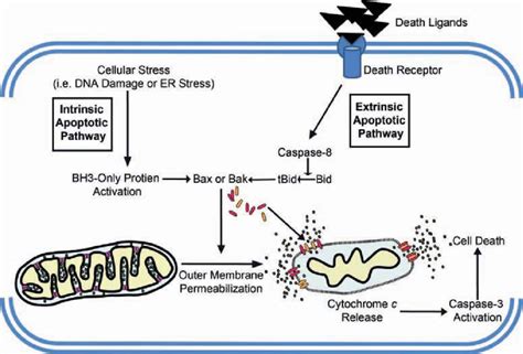 Molecular Machinery Of The Intrinsic And Extrinsic Apoptotic Pathways