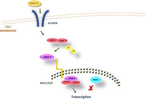 functional pathway  activin   scientific diagram
