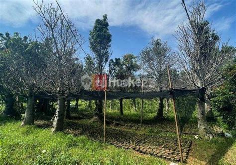 Tanah Dijual Di Gunung Sindur Bogor Rumah123 Hal 3