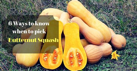 how to know when butternut squash is ready to pick
