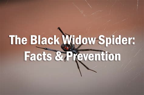 The Black Widow Spider: Facts & Prevention - Massey Services, Inc.