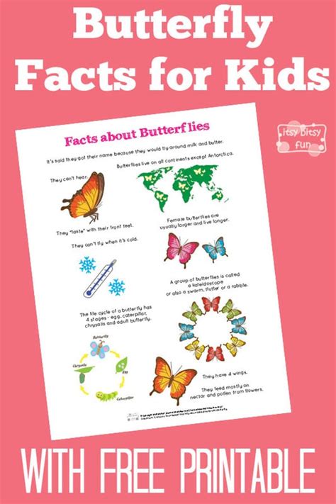 Fun Butterfly Facts for Kids - Itsy Bitsy Fun