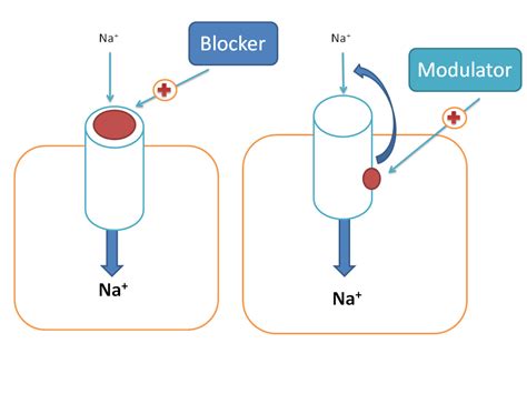 Clinically Important Drugs Acting On Sodium And Calcium Channels