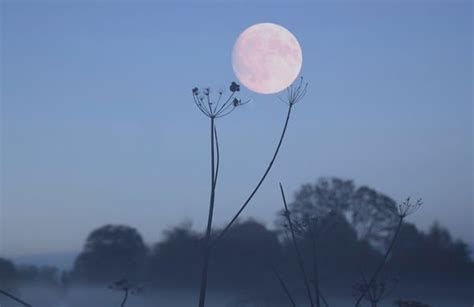 Flower Moon meaning: What is the meaning behind the May Flower Moon's ...