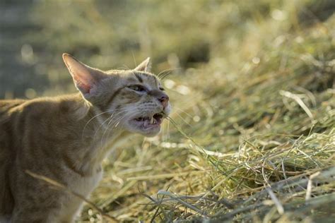 Por Que Os Gatos Comem Grama Motivos E O QUE FAZER