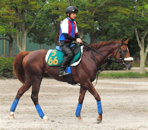 【pog】期待の良血馬プロトスター出陣 姉は桜花賞馬マルセリーナ競馬・レースデイリースポーツ Online