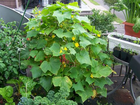 Captive Roots Growing Cucumbers In Containers