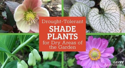 Drought Tolerant Shade Plants: Options for Dry, Shady Gardens