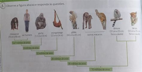 Muitos Primatas Incluindo Nós Humanos - a) Entre os primatas representados na figura, quais são os mais ...