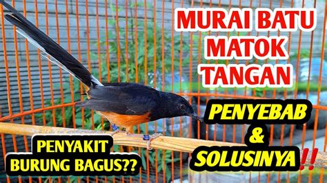 Cara Mengatasi Murai Batu Matuk Tanganini Sebabnya Youtube