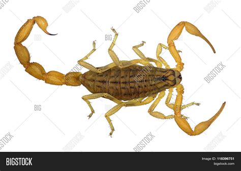 Yellow Scorpion Image & Photo (Free Trial) | Bigstock