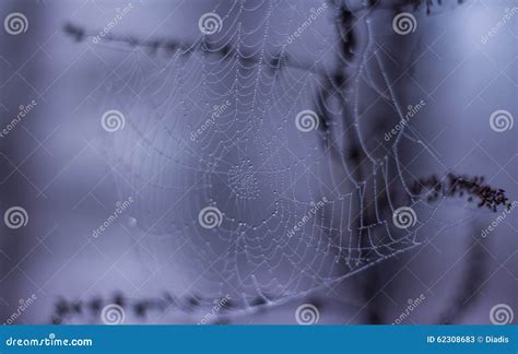 Spider Web with Morning Dew Stock Image - Image of mist, abstract: 62308683