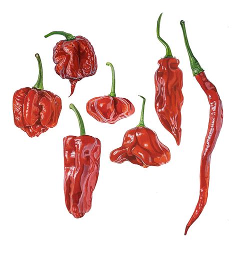 46 different kind of chili illustrated to be used on a poster, postcard ...