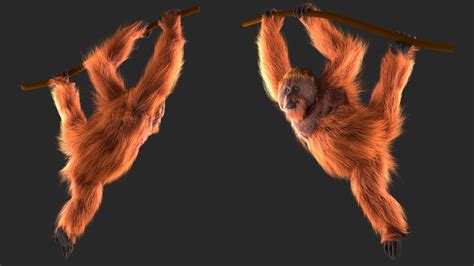 Orangutan Hanging On Branch Fur 3d Model 129 Max Free3d