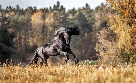 Friesians Have Unique Blood Values | The Fenway Foundation for Friesian Horses