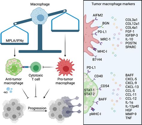 Redirecting Tumor Macrophage Activity To Fight Cancer Make Room For