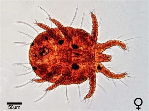 Molecular Identification Of The Red Palm Mite Raoiella Indica Hirst