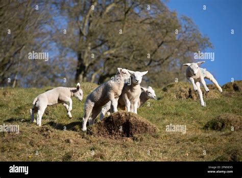 Spring Lambs Playing And Jumping In Air On Grass Slope Cotswolds