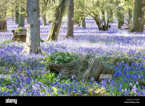 Bluebells Carpet Oak Woodland Hambleden Bucks Uk Stock Photo Alamy