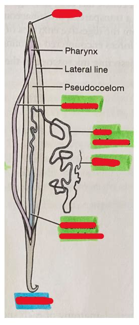 Lab Activates Week 3 Lab Ascaris Lumbricoides Roundworm Male Dissection Diagram Quizlet